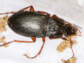 Calathus fuscipes